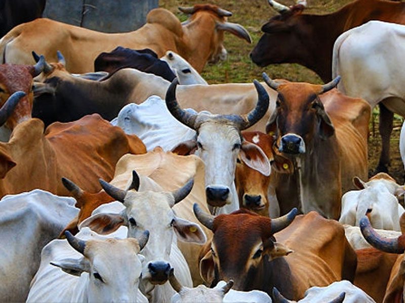 Cows at a gaushala supported by Sawamani Online donations
